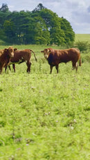 Alambre De Púas Calibre 15 De 300M (Alta Calidad Tope Gama) Triple Galvanizado 220Gr M2 (15 Años Garantía Contra Corrosión) 16.5 Kg
